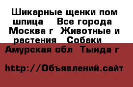 Шикарные щенки пом шпица  - Все города, Москва г. Животные и растения » Собаки   . Амурская обл.,Тында г.